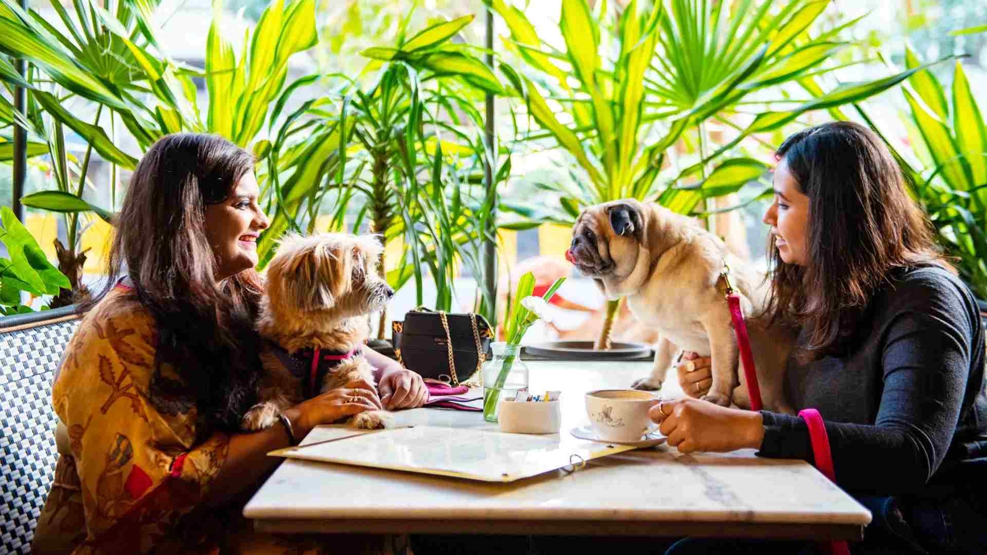 pet friendly cafe